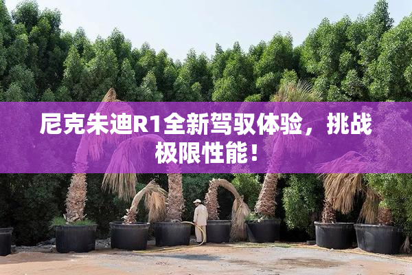 尼克朱迪R1全新驾驭体验，挑战极限性能！