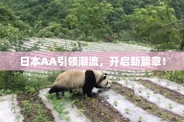 日本AA引领潮流，开启新篇章！