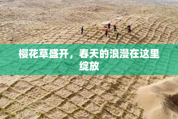 樱花草盛开，春天的浪漫在这里绽放