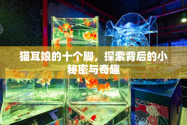 猫耳娘的十个脚，探索背后的小秘密与奇趣