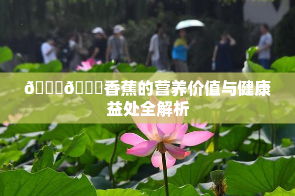 🔞🔞香蕉的营养价值与健康益处全解析