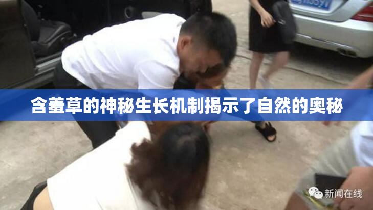 含羞草的神秘生长机制揭示了自然的奥秘