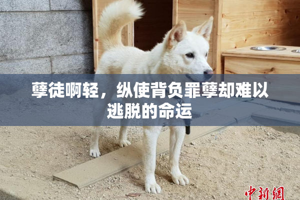 孽徒啊轻，纵使背负罪孽却难以逃脱的命运