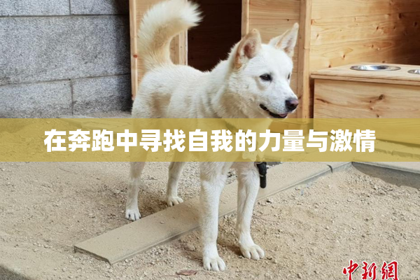 在奔跑中寻找自我的力量与激情