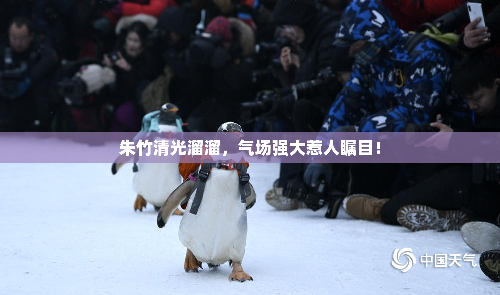 朱竹清光溜溜，气场强大惹人瞩目！