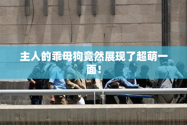 主人的乖母狗竟然展现了超萌一面！
