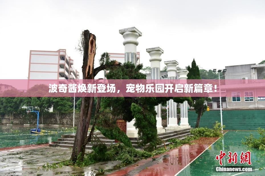 波奇酱焕新登场，宠物乐园开启新篇章！
