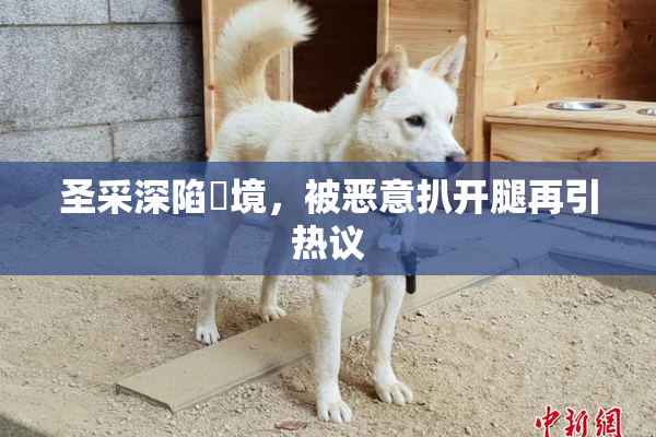 圣采深陷囧境，被恶意扒开腿再引热议