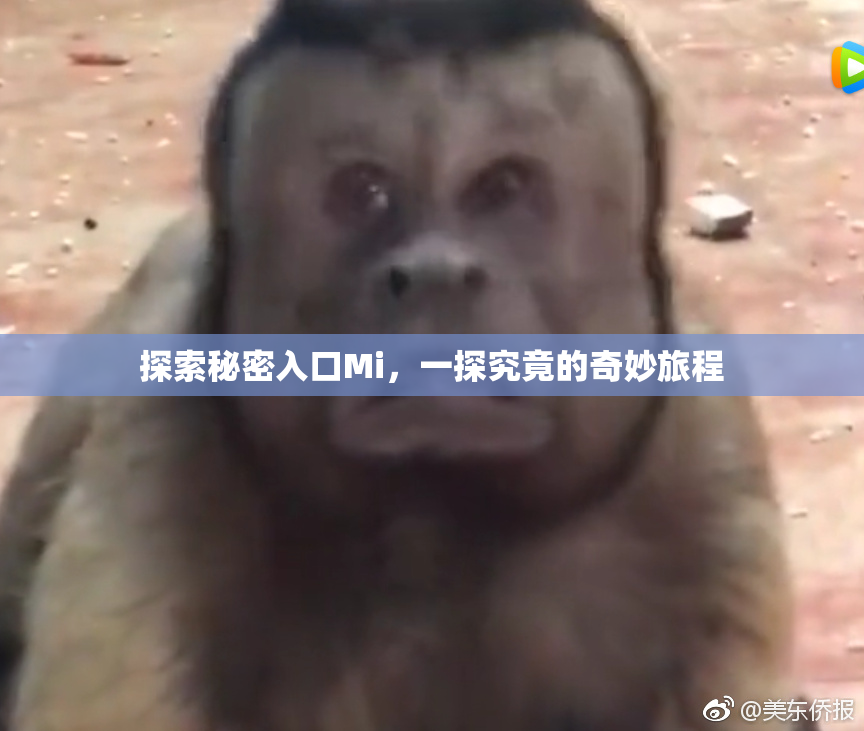 探索秘密入口Mi，一探究竟的奇妙旅程