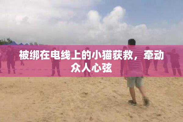 被绑在电线上的小猫获救，牵动众人心弦