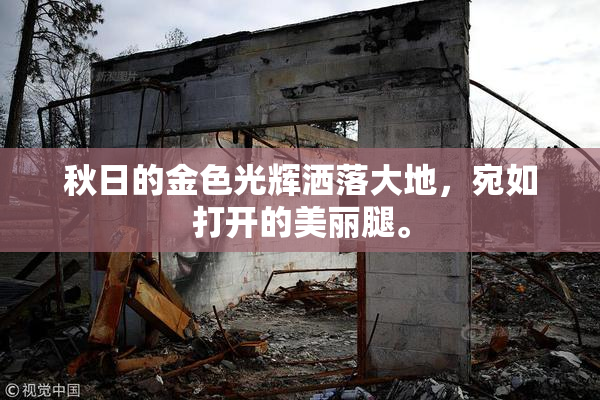 秋日的金色光辉洒落大地，宛如打开的美丽腿。