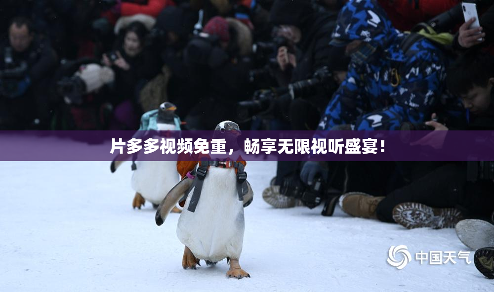 片多多视频免重，畅享无限视听盛宴！