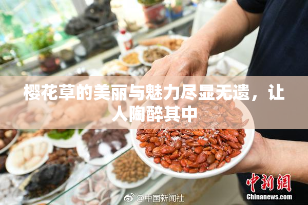 樱花草的美丽与魅力尽显无遗，让人陶醉其中