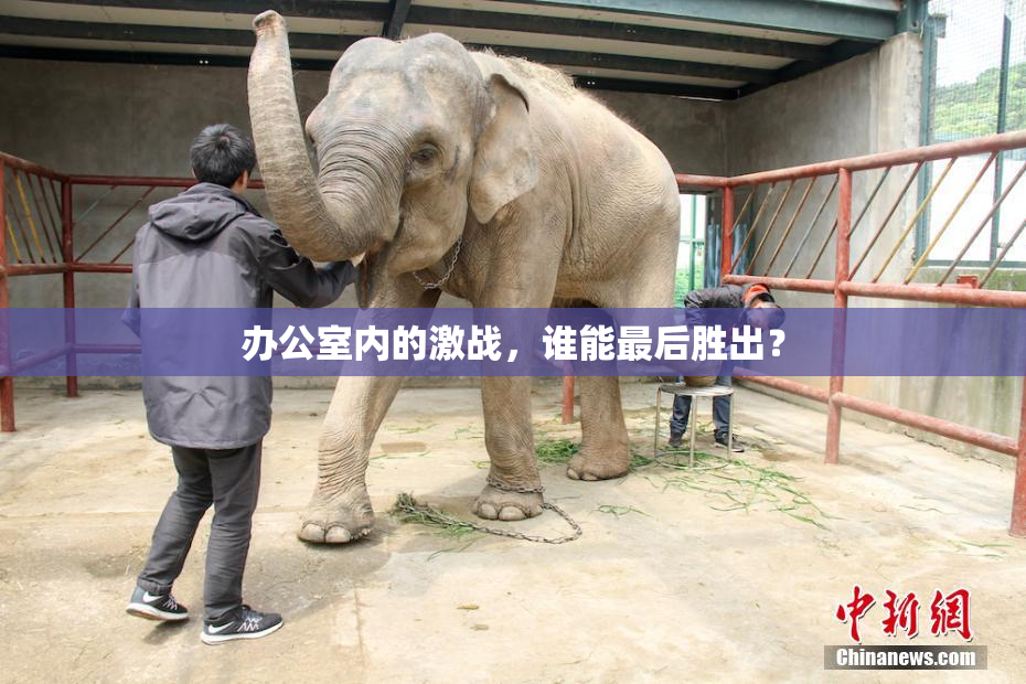 办公室内的激战，谁能最后胜出？