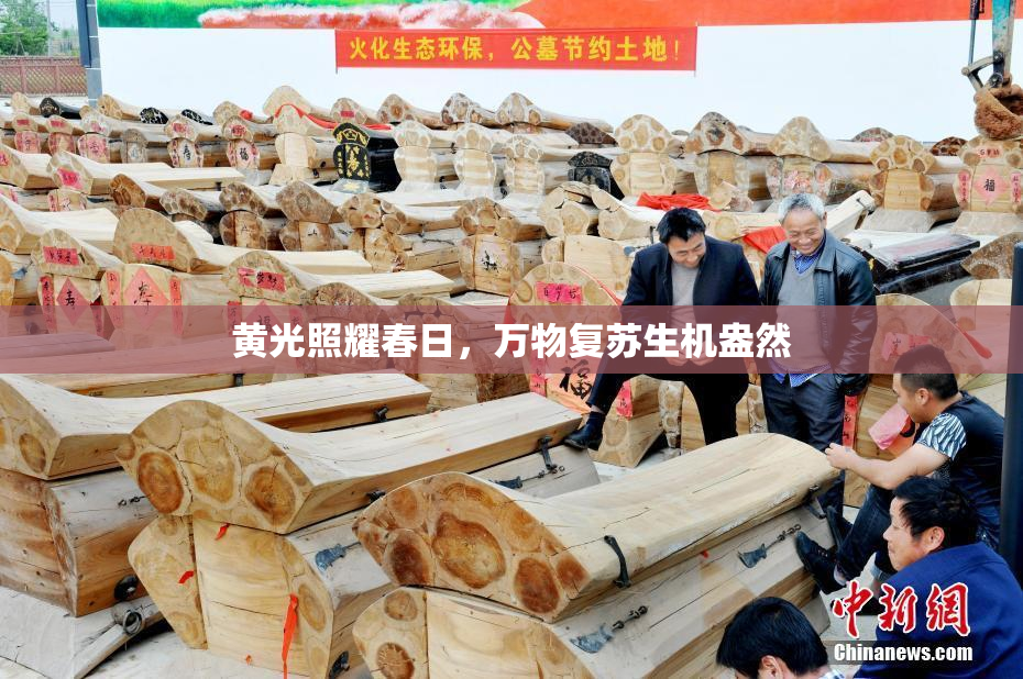 黄光照耀春日，万物复苏生机盎然