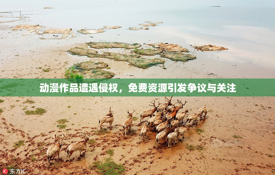 动漫作品遭遇侵权，免费资源引发争议与关注