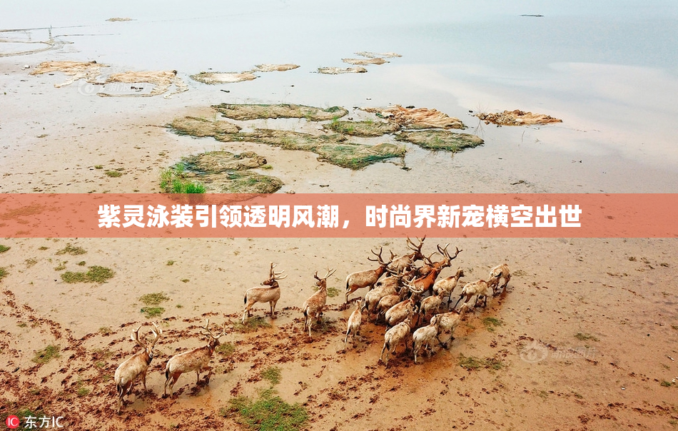 紫灵泳装引领透明风潮，时尚界新宠横空出世