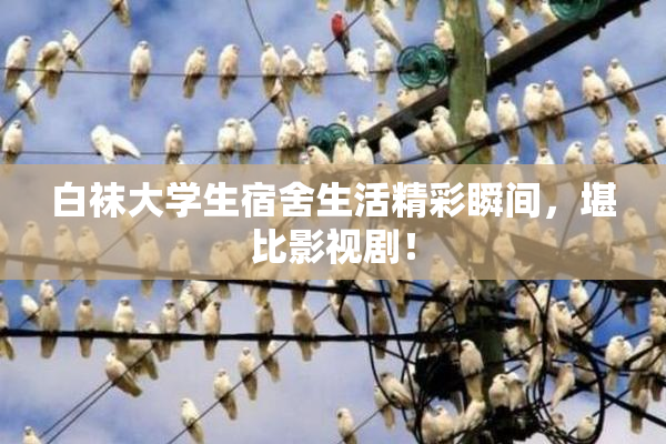 白袜大学生宿舍生活精彩瞬间，堪比影视剧！