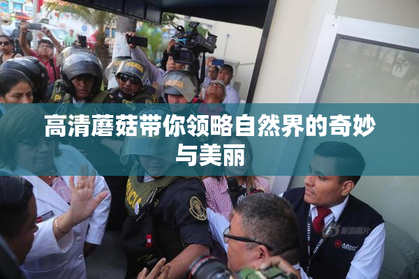 高清蘑菇带你领略自然界的奇妙与美丽