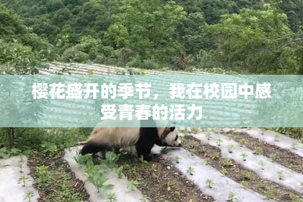 樱花盛开的季节，我在校园中感受青春的活力