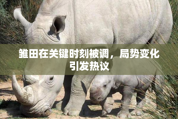 雏田在关键时刻被调，局势变化引发热议