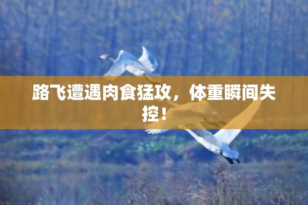 路飞遭遇肉食猛攻，体重瞬间失控！