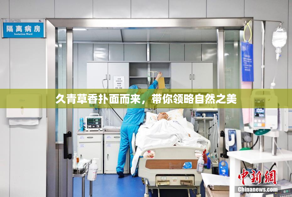久青草香扑面而来，带你领略自然之美