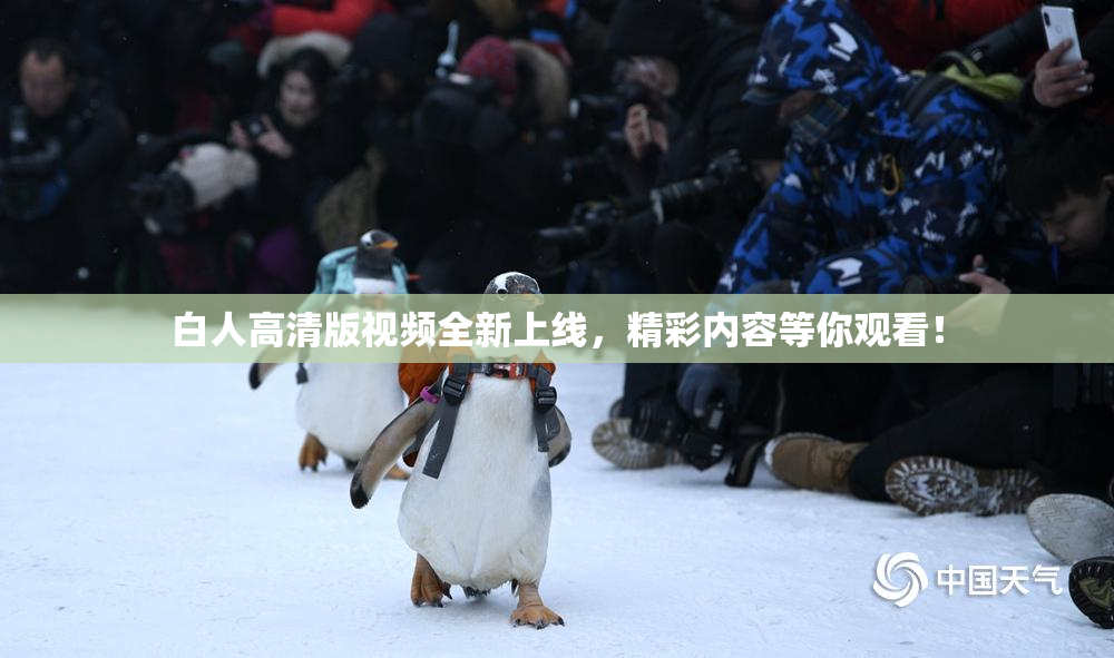 白人高清版视频全新上线，精彩内容等你观看！