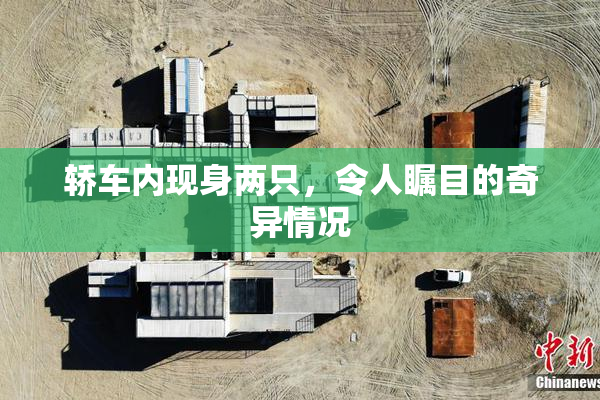 轿车内现身两只，令人瞩目的奇异情况