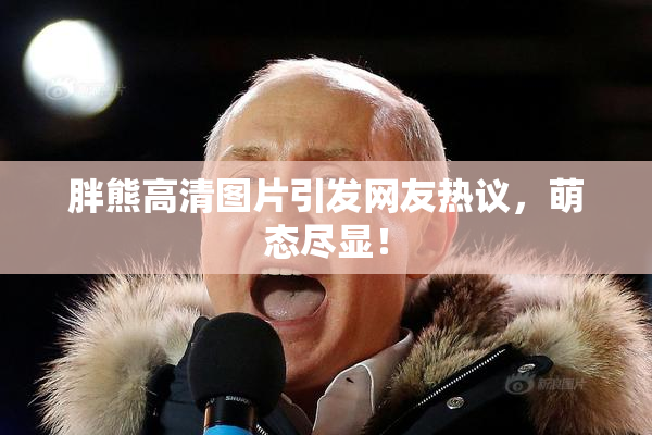 胖熊高清图片引发网友热议，萌态尽显！