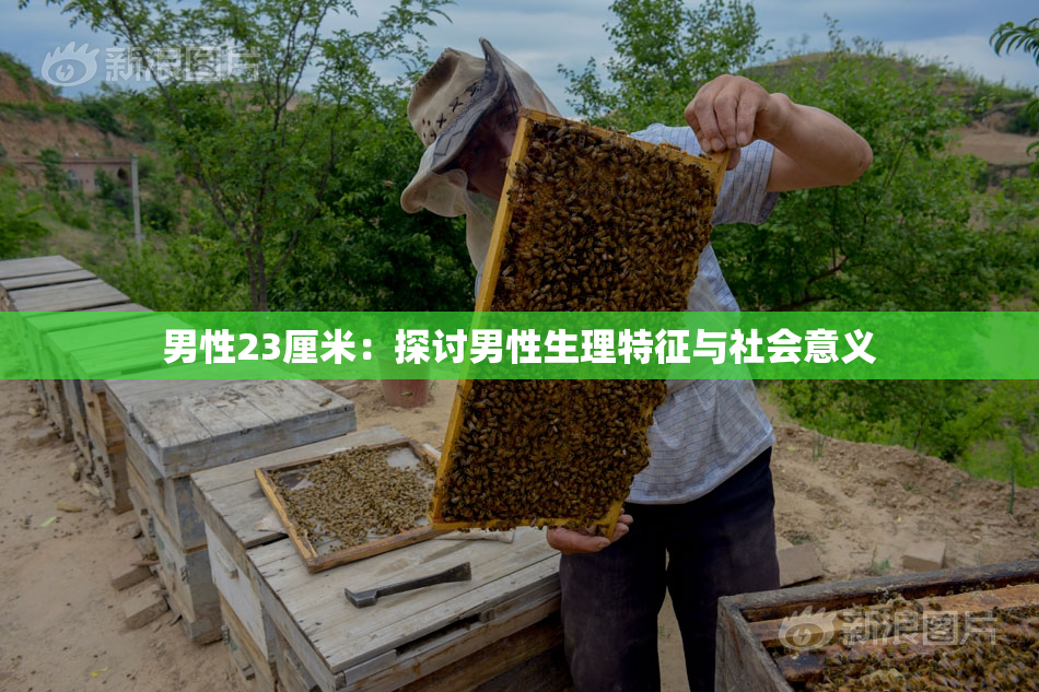 男性23厘米：探讨男性生理特征与社会意义