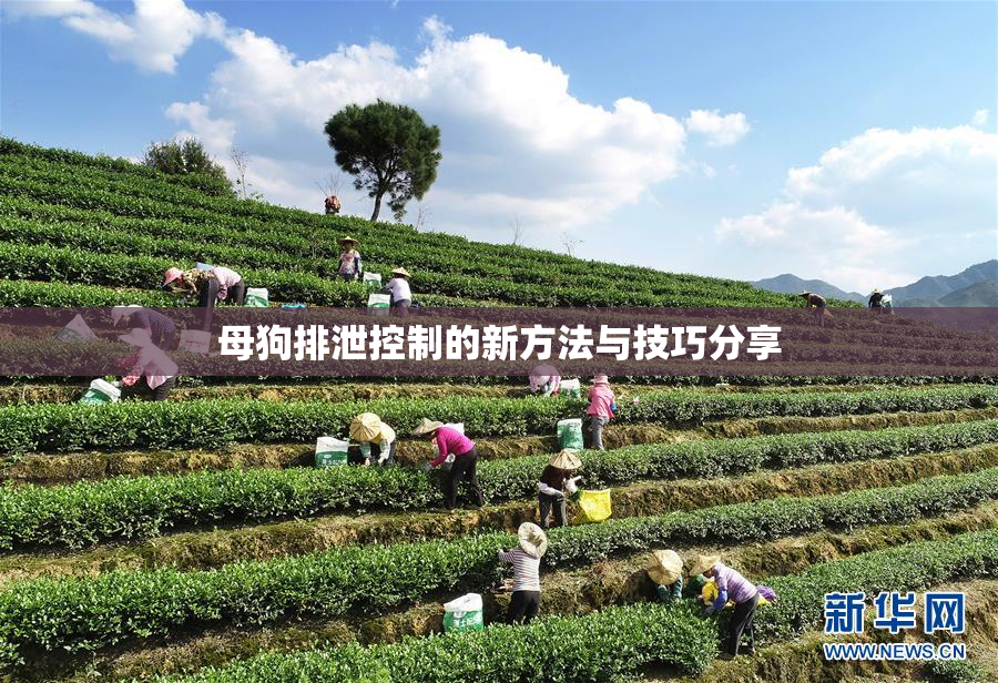 母狗排泄控制的新方法与技巧分享