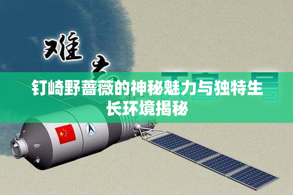 钉崎野蔷薇的神秘魅力与独特生长环境揭秘