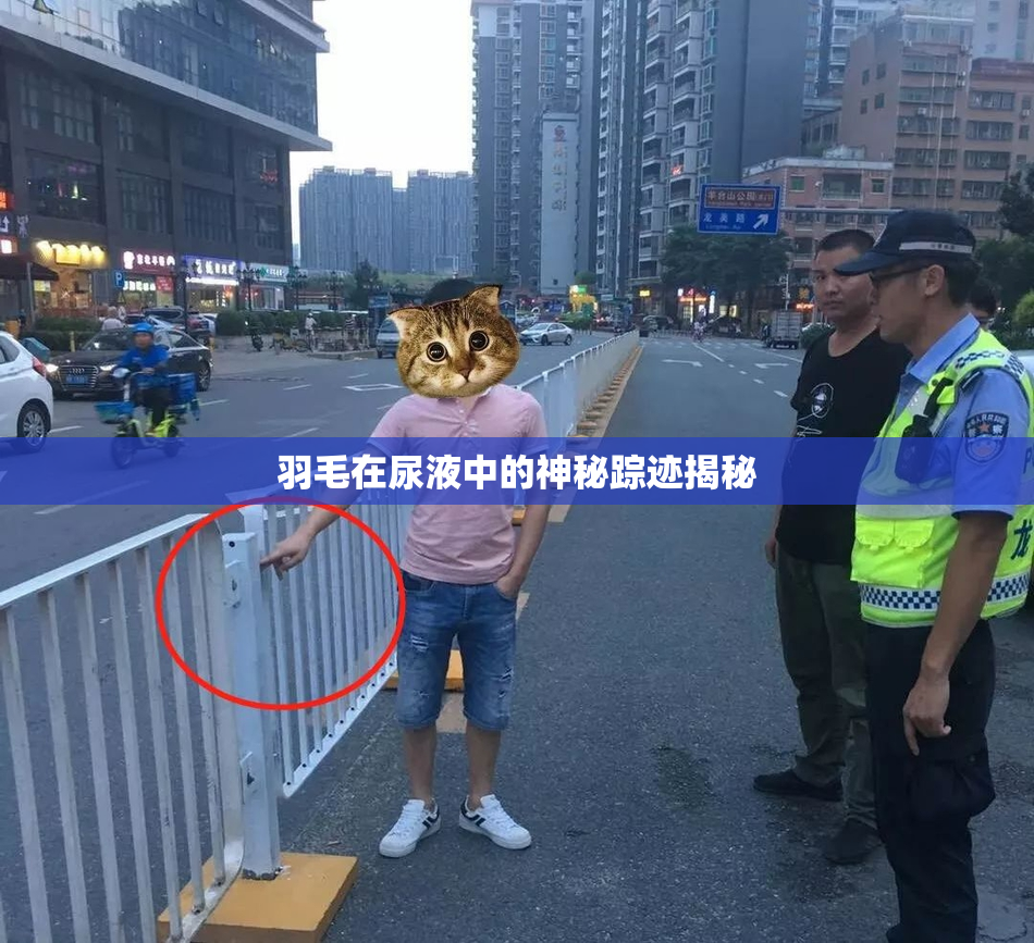 羽毛在尿液中的神秘踪迹揭秘