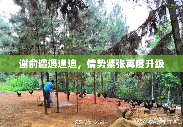 谢俞遭遇逼迫，情势紧张再度升级