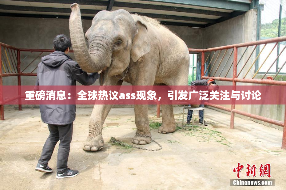 重磅消息：全球热议ass现象，引发广泛关注与讨论