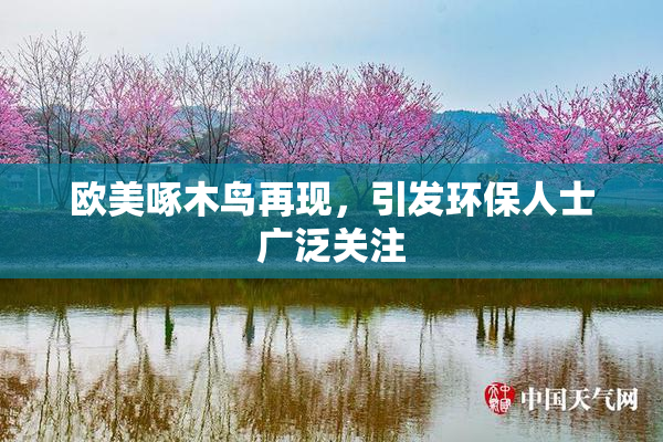 欧美啄木鸟再现，引发环保人士广泛关注