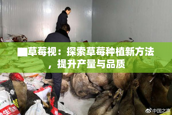 ▇草莓视：探索草莓种植新方法，提升产量与品质