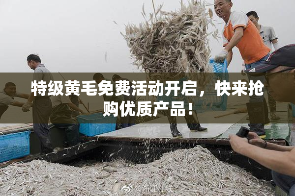 特级黄毛免费活动开启，快来抢购优质产品！