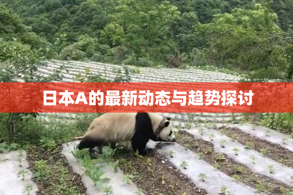 日本A的最新动态与趋势探讨