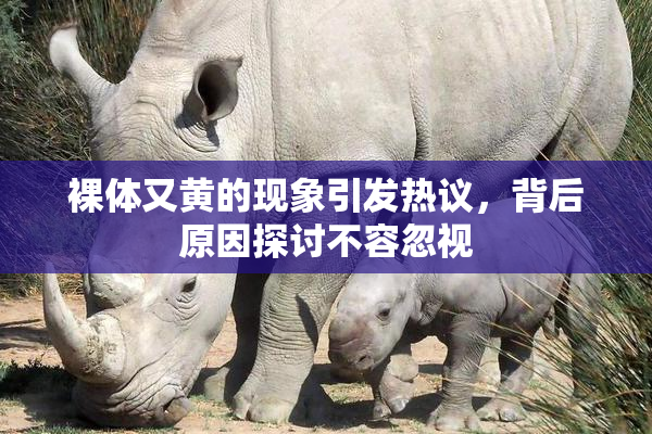 裸体又黄的现象引发热议，背后原因探讨不容忽视