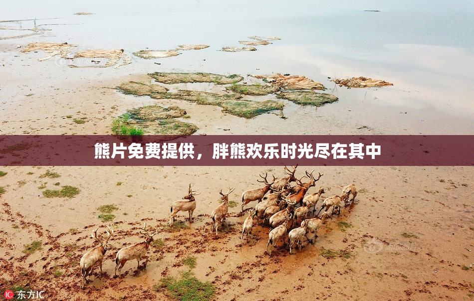 熊片免费提供，胖熊欢乐时光尽在其中