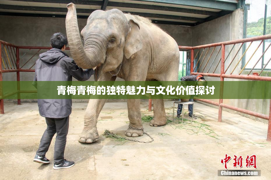青梅青梅的独特魅力与文化价值探讨