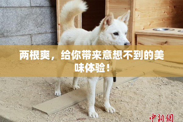 两根爽，给你带来意想不到的美味体验！