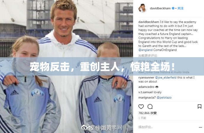 宠物反击，重创主人，惊艳全场！