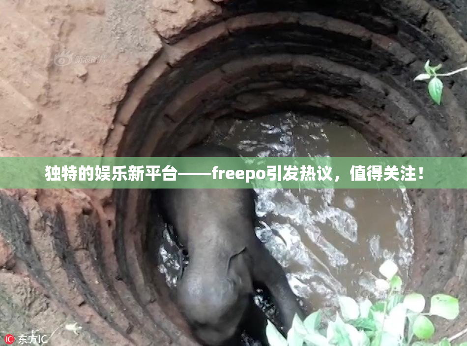 独特的娱乐新平台——freepo引发热议，值得关注！