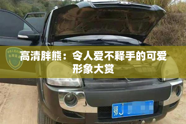 高清胖熊：令人爱不释手的可爱形象大赏