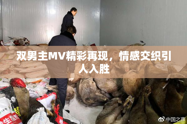双男主MV精彩再现，情感交织引人入胜