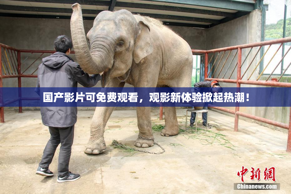 国产影片可免费观看，观影新体验掀起热潮！