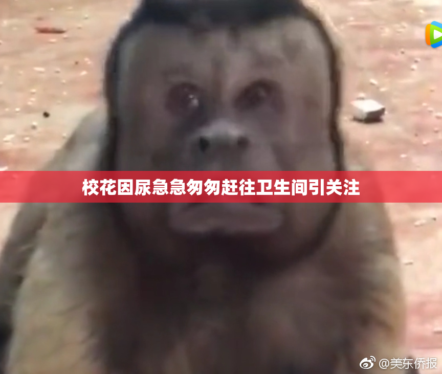 校花因尿急急匆匆赶往卫生间引关注